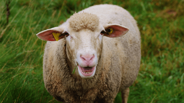Sheep Gestation Calculator