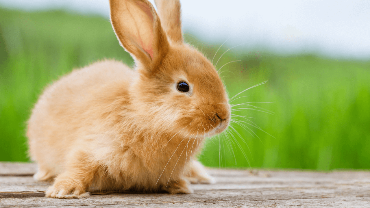 Rabbit Gestation Calculator