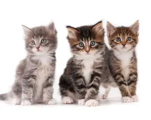 Three playful kittens sitting together - Cat Pregnancy Calculator